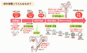 体外受精.jpg